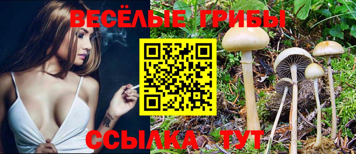 Галлюциногенные грибы Psilocybe  Вход с VPN  Тара  Галлюциногенные грибы GOLDEN TEACHER 